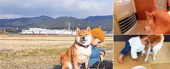 柴犬平日常悉心照顾宝宝，今日为暖炉而翻脸，网友：塑料兄弟情