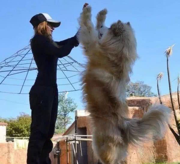 全球有名的巨型犬，外形让人感觉有些凶狠，运动能力超强