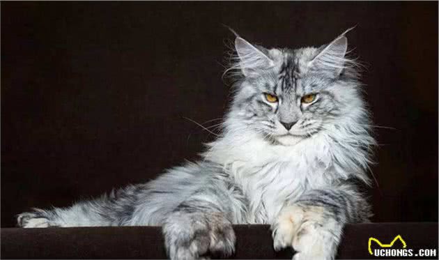 猫咪很神奇，美到极致很贵，丑到极致更贵