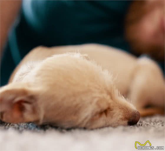 护食、拆家狗狗还有哪些常见的坏习惯呢？宠主要如何帮助狗狗改正