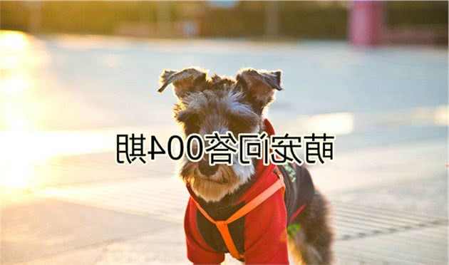 铲屎官担心爱犬经期患病，学会正确照顾后，不再担心狗狗发情期！