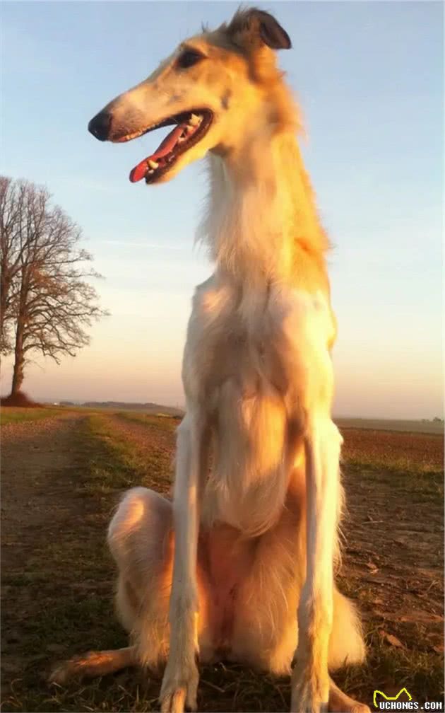 俄罗斯名犬，贵族气派猎狼犬