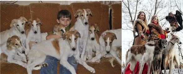 俄罗斯名犬，贵族气派猎狼犬