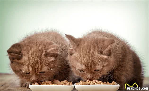 猫以肉食为主，家养宠物猫很少需要自己捕食，猫吃什么食物最好