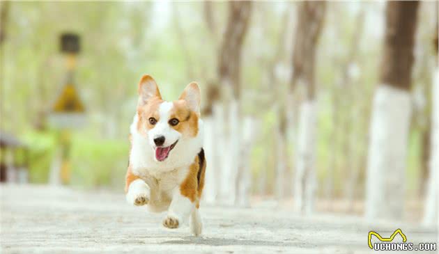 犬种科普介绍，柯基犬