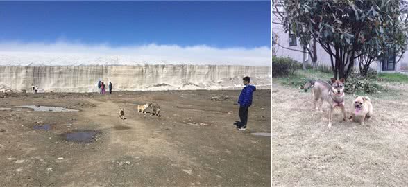 带着狗来场说走就走的旅行（带宠旅行干货分享）