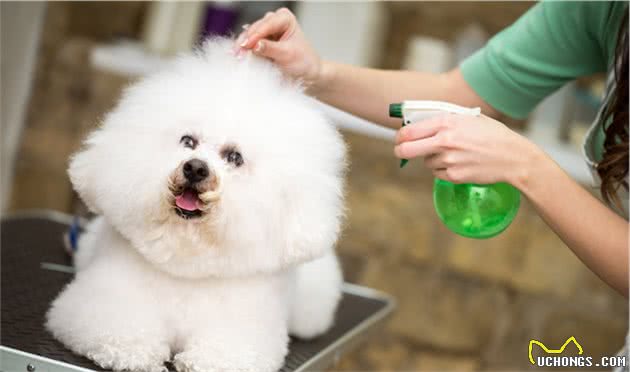 为啥养比熊犬的人越来越少了？这几点都是原因