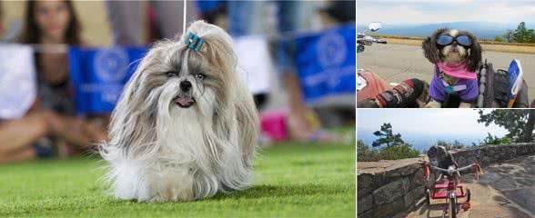 如何选择一条“日本狮子犬”