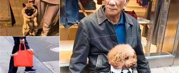 狗狗出门不好控制？大爷拿出一个篮子后，狗子竟立刻乖巧了