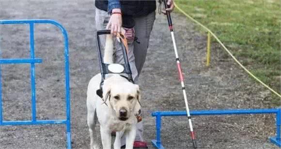 服务犬原来不止导盲犬，甚至种类非常多，在帮助着人类找寻希望