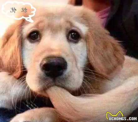 你养的狗狗是不是“高智商”,对比这些表现,心里就有数了