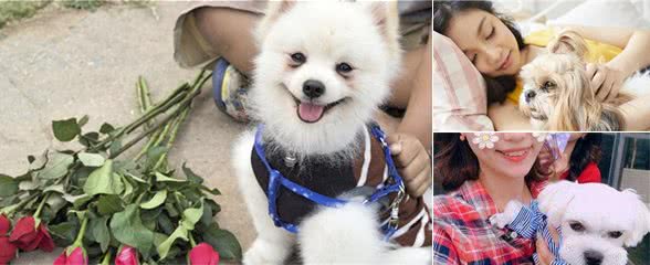 如果你家狗，越长越好看，那说明主人长得漂亮