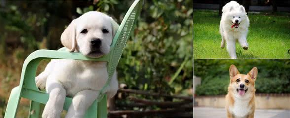 狗狗一生中,最重要的4件东西,你家狗狗拥有几个了