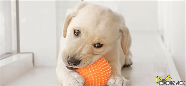 奶糕和幼犬粮，傻傻分不清？如果狗狗刚断奶，还是建议吃奶糕