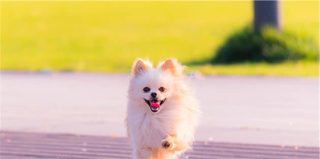 博美犬的特点和饲养博美犬的注意事项