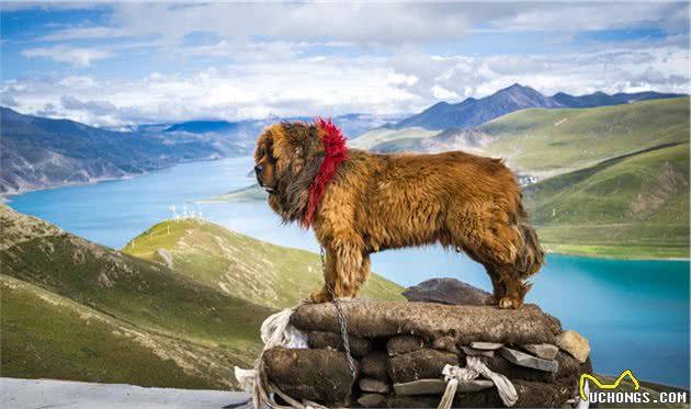 大多数猛犬都需要剪耳，可为什么藏獒不用呢？大多数人都未必知道