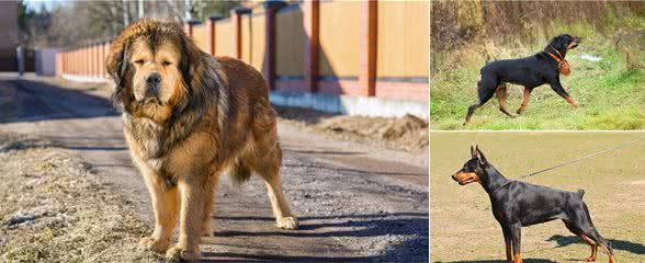 大多数猛犬都需要剪耳，可为什么藏獒不用呢？大多数人都未必知道