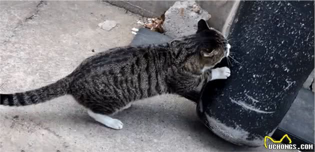 什么猫最幸福？并不是宠物猫，看得我都想做一只猫了