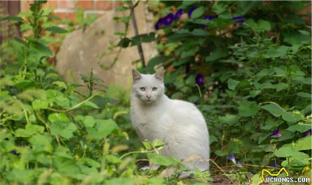 什么猫最幸福？并不是宠物猫，看得我都想做一只猫了