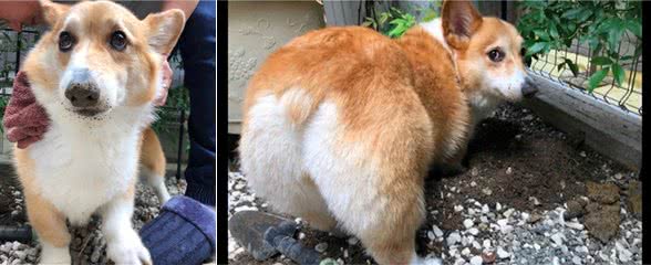 狗狗在院子里挖洞，爪子鼻子上全都是土，名不虚传的挖土基呀