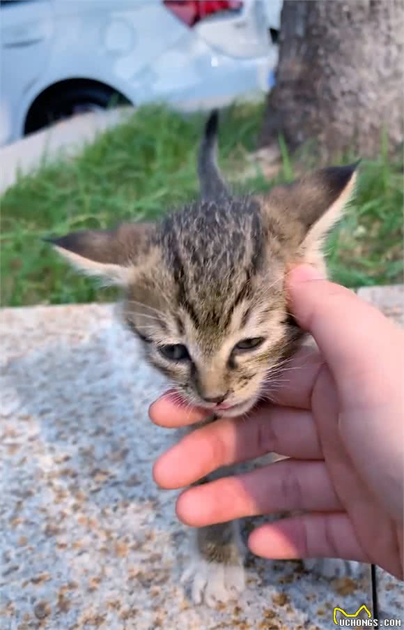 不要看扁狸花猫，捡到狸花猫后，才发现它们真的智商高