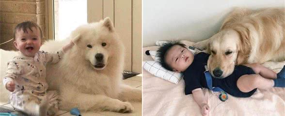 别急着把狗送走！这几种狗狗跟小孩是“好朋友”，适合家庭饲养