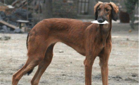 号称中华神犬的“哮天犬”，为何越来越少人养了？看完总算解惑了
