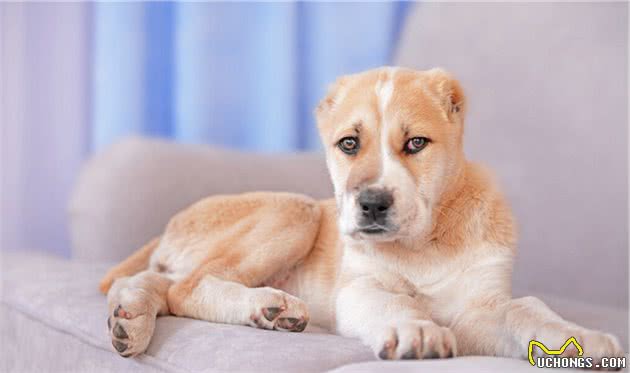 十大最凶悍的犬类如果看见最好躲远些