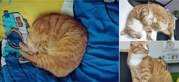 猫咪身上不同颜色都是怎么来的？