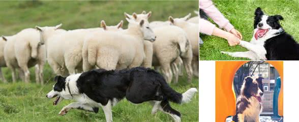 6点证明，边境牧羊犬可以很优秀