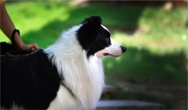 中型犬介绍：宠物/工作狗的性格特点、常见疾病和营养保健方法