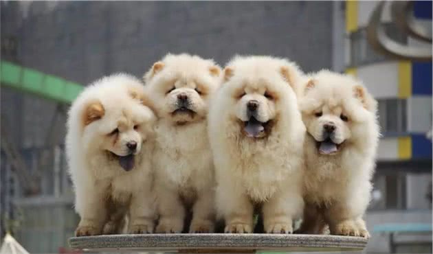 中型犬介绍：宠物/工作狗的性格特点、常见疾病和营养保健方法
