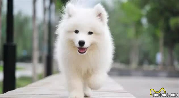 中型犬介绍：宠物/工作狗的性格特点、常见疾病和营养保健方法