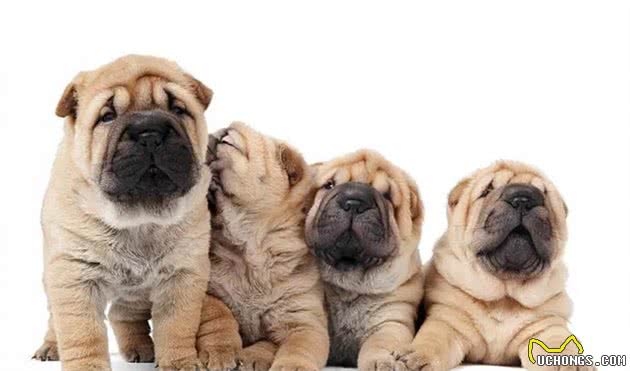 中型犬介绍：宠物/工作狗的性格特点、常见疾病和营养保健方法