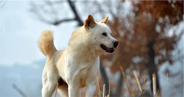 日本秋田犬的始祖-朝鲜丰山犬