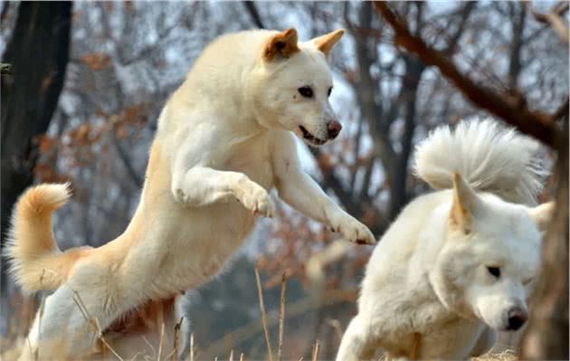 日本秋田犬的始祖-朝鲜丰山犬