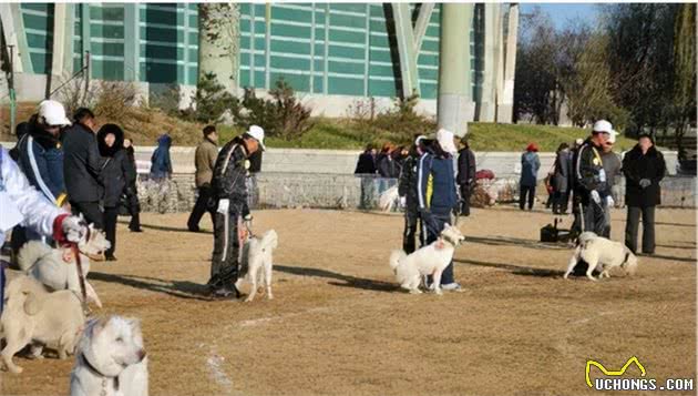 日本秋田犬的始祖-朝鲜丰山犬