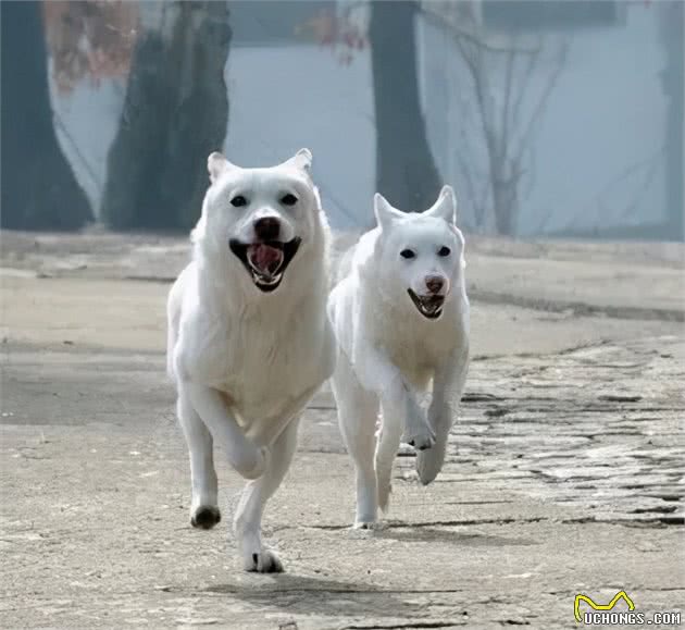 日本秋田犬的始祖-朝鲜丰山犬