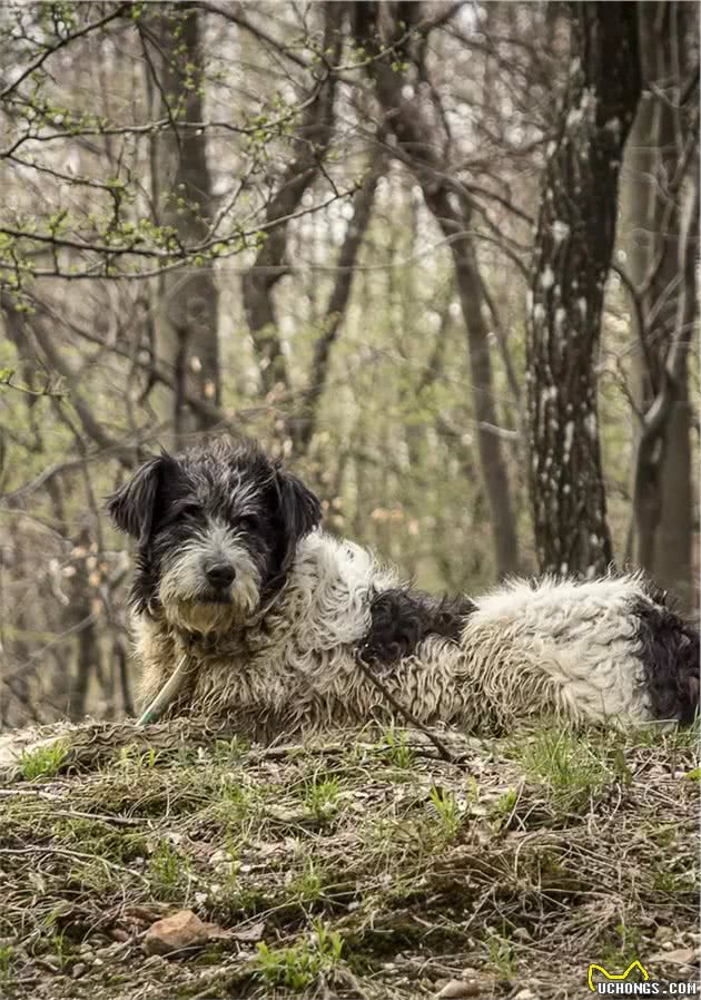 聚焦全球犬种，AKC2019评选出的13个最佳家庭护卫犬