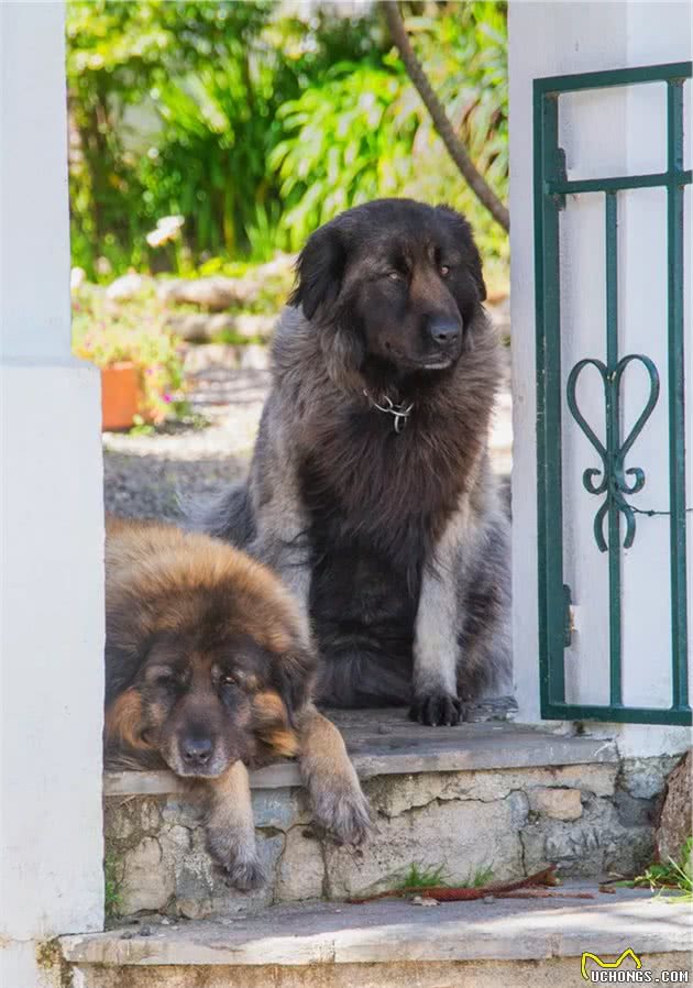 聚焦全球犬种，AKC2019评选出的13个最佳家庭护卫犬