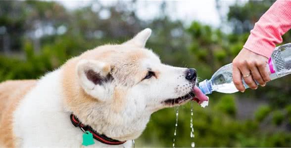 狗狗生病了，饮食这样调整，能让它更健康