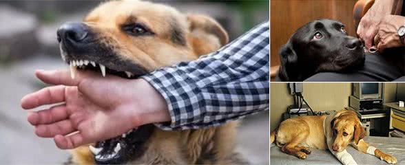 棍棒底下出孝犬？那你就错了，这样教育狗狗才是对的