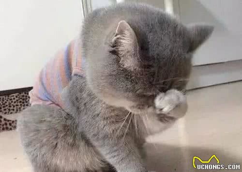 犬猫泪痕原来是这么引起的!