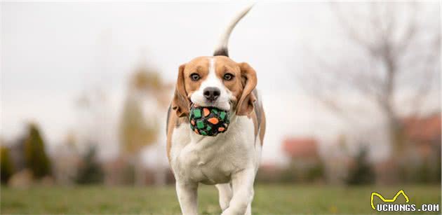 你所不了解的狗狗疾病！犬癫痫并非疾病，一种脑部放电现象