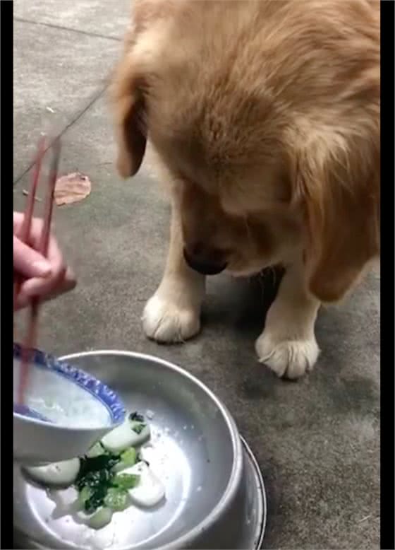 主人扒拉空碗倒入狗碗里,它看得口水都流出来了:到底好了没有?