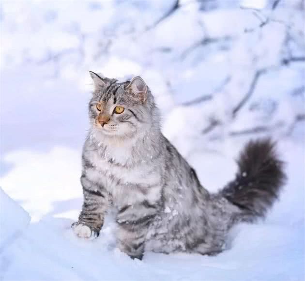 “西伯利亚猫”俄罗斯雪地里勇猛猎手，却对“猫过敏者”十分友好