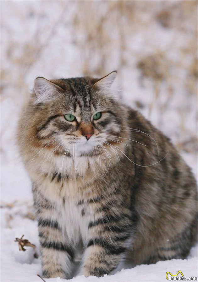 “西伯利亚猫”俄罗斯雪地里勇猛猎手，却对“猫过敏者”十分友好