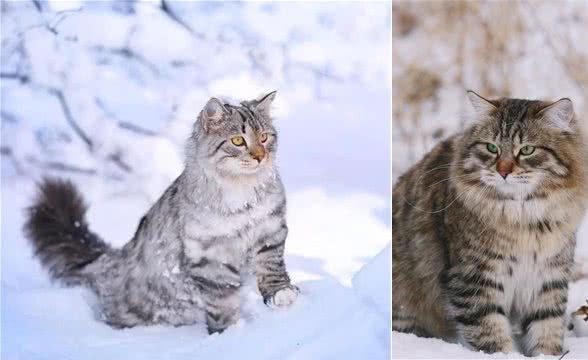 “西伯利亚猫”俄罗斯雪地里勇猛猎手，却对“猫过敏者”十分友好