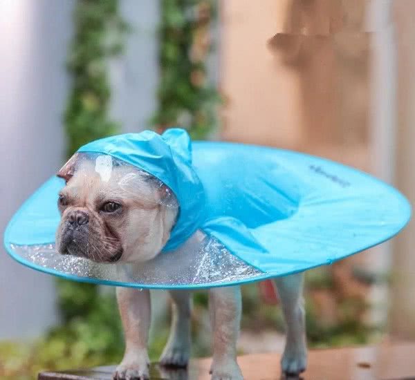 近期阴雨绵绵，养狗一族都要注意什么事情？快来学习