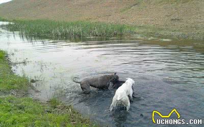 细犬中的战斗犬—蒙古细犬